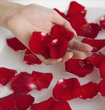 Close up of flower petals in woman's hand.
