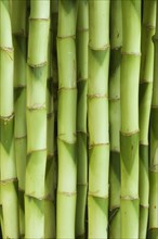 Close up of bamboo shoots.