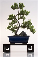 Studio shot of bonsai tree.