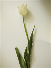 Studio shot of tulip.