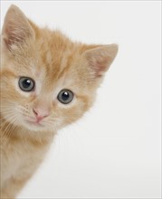 Portrait of a kitten.