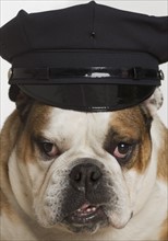 Bulldog dressed as a policeman.