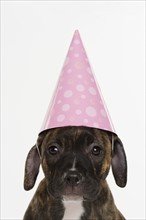 Pitbull puppy wearing party hat.