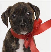 Pitbull puppy wearing red ribbon.