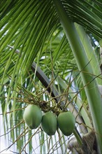 Coconuts hanging from tree.