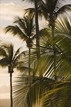 Palm trees at dusk.
