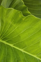 Close up of leaf.