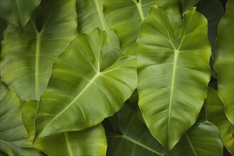 Close up of leaves.