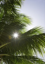 Sun shining through palm tree.