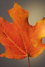Close up of autumn leaf.