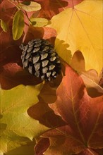 Close up of autumn leaves and pine cone.