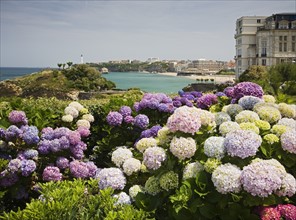 Scenic view of coastline with flowers in foreground.