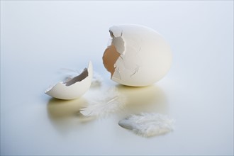 Closeup of a broken chicken egg.