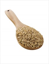 Close up of grain in wooden spoon.