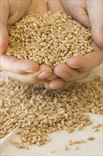 Person holding handful of grain.