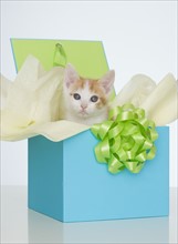 Kitten in gift box.