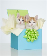 Two kittens in gift box.
