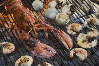 Lobster, shrimp and clams cooking on grill.