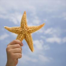 Child’s hand holding starfish.