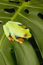 Tree frog on leaf.