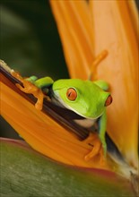 Tree frog on flower.