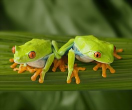 Tree frogs on leaf.
