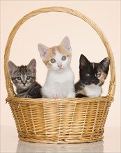 Kittens in basket.