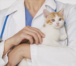 Veterinarian holding kitten.