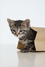 Kitten crawling out of paper bag.