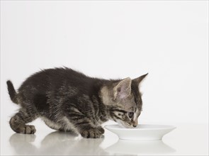 Kitten drinking from bowl.