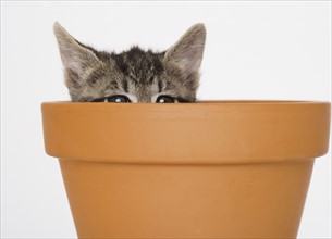 Kitten peeking out of terra cotta pot.