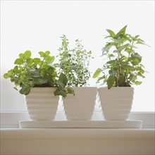 Herbs in pots on windowsill.