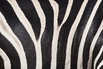 Close up of zebra fur.