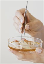 Woman removing strip from petri dish with tweezers.