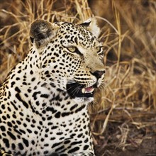 Close up of leopard.