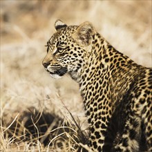 Close up of leopard cub.
