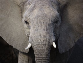 Close up of elephant.