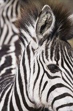 Close up of zebra.
