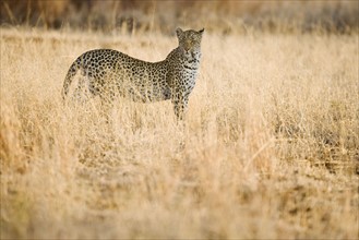 Leopard standing in grass.