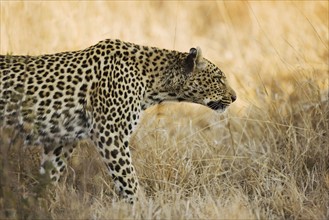 Leopard walking through grass.