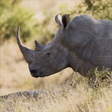 Side view of rhinoceros.
