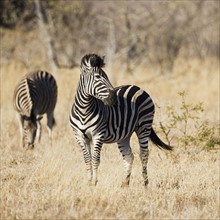 Zebras standing in grass.