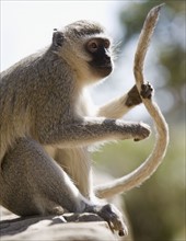 Vervet monkey holding tail.