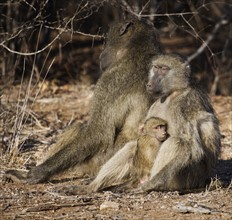 Baboon family with baby.