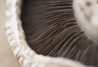 Extreme closeup of a mushroom. Date : 2006