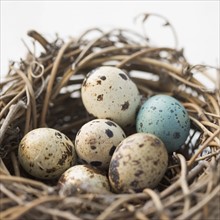 Still life of eggs in a nest. Date : 2006