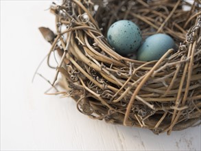 Closeup of eggs in a nest. Date : 2006