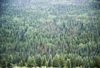 Pine Trees Telluride Colorado USA. Date : 2006