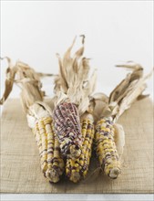 Still life of Indian corn. Date : 2006