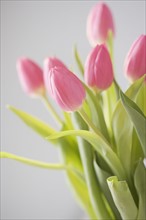 Closeup of tulips. Date : 2006